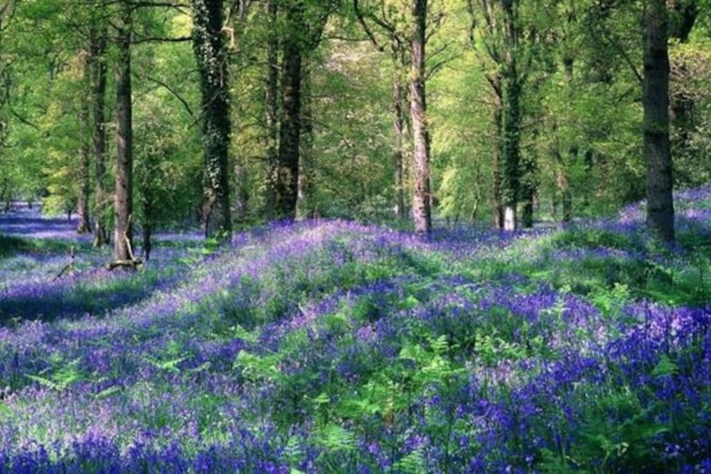 The Cider House Holiday Cottage Welsh Newton Common Екстер'єр фото
